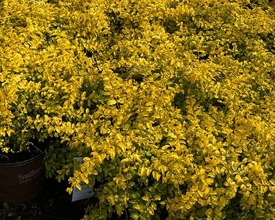 Sunshine ligustrum in containers