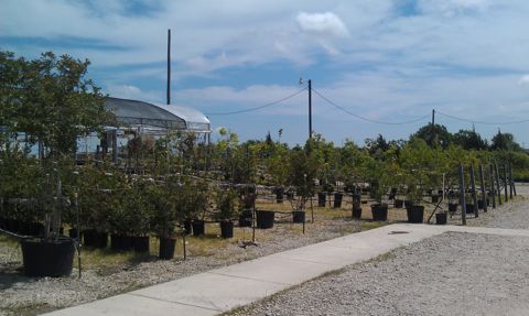 The tree yard walkway lined with container trees